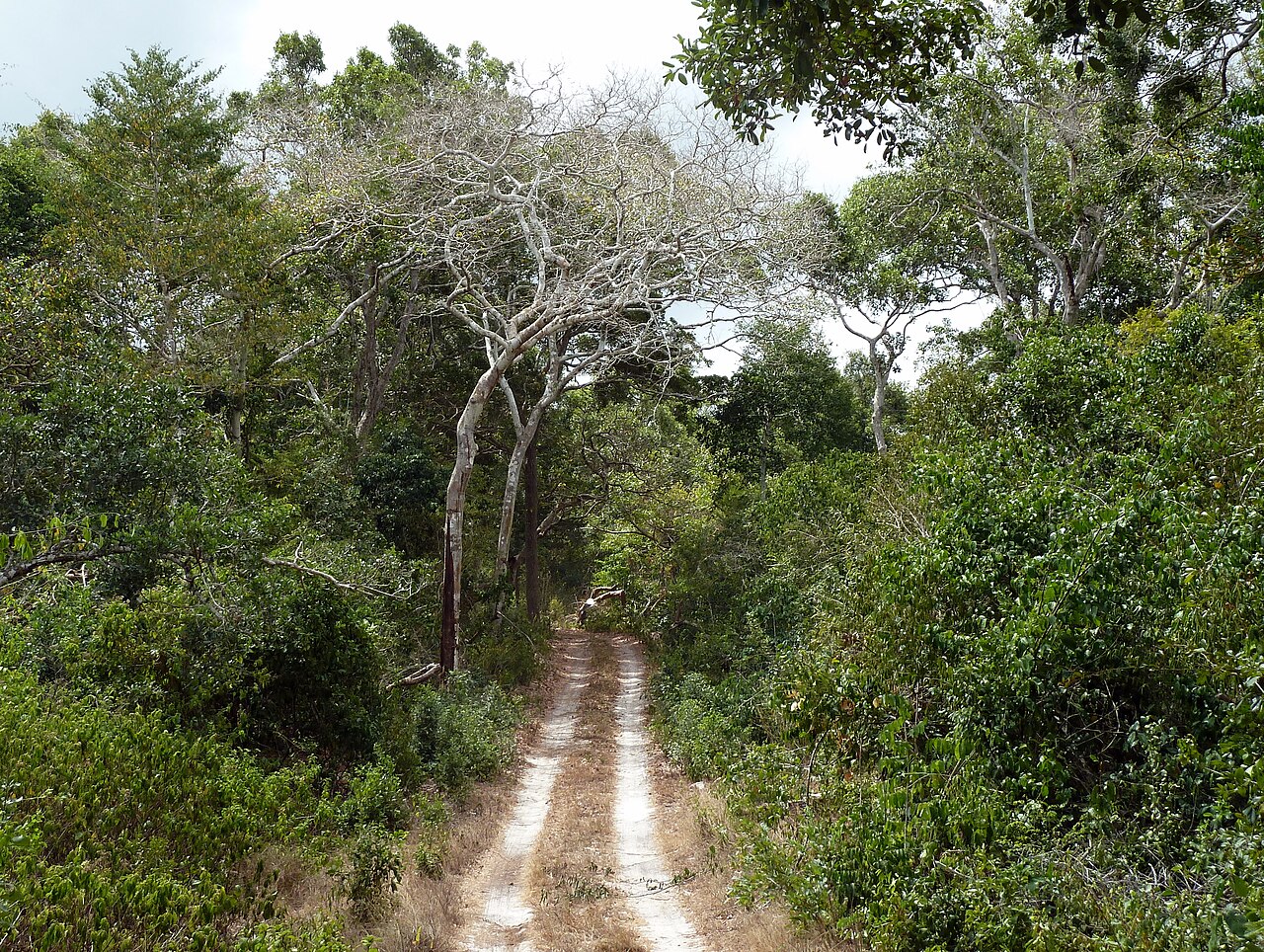 Sunlit forest trail in Arabuko Sokoke Forest near Watamu, Kenya