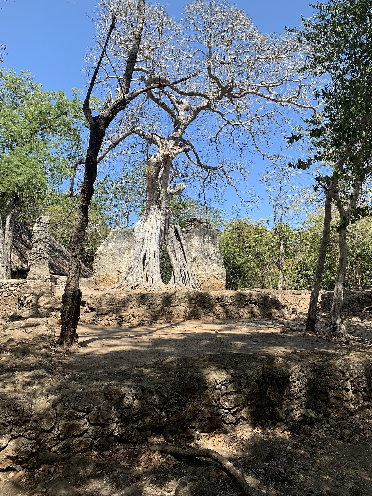 Gede Ruins near Watamu, ancient Swahili stone arches under forest trees